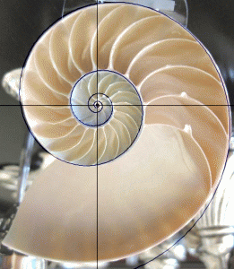 nautilus-shell-with-golden-ratio-spiral-overlay-2