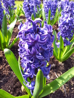 ../_images/Hyacinth_-_Anglesey_Abbey.jpg