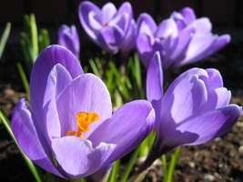 ../_images/Crocus-vernum-tumaz.jpg